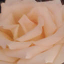 chiranauras1246 avatar