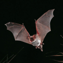 chiropterica avatar