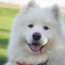 chirpinghorse avatar