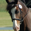 chitchat-neigh avatar