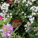 chloe-morrison avatar