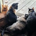 chloe-pipes-bellie-and-luna-blog avatar