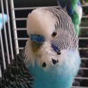 chocobudgie avatar