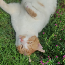 chocolate-calentito avatar