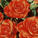 chocolate-cloudss avatar