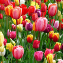 chocolateandtulips avatar