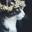 chocolateballoonlady avatar