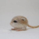 chocolatecat34 avatar