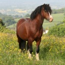 chocolatechipbiscuit avatar