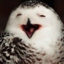 chocolatehimederecat avatar