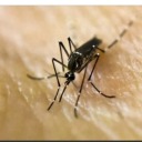 chocolatekoalagladiator avatar