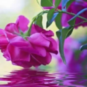 chocolates-and-roses avatar