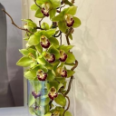 chocos-ranting-universe-6 avatar