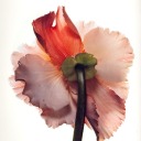 chokeonoceanair avatar