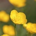 chokingonbuttercups avatar