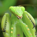 chompymantis avatar