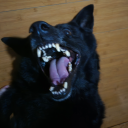 chondrichthyes-x-mantodea avatar