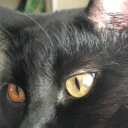 choosetheslain avatar