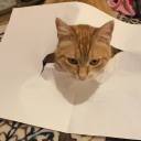 choppedbreadwonderland avatar