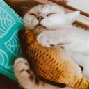 choppeddeanfishbakery-blog avatar