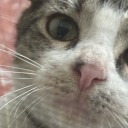 choppedrunawaygarden avatar