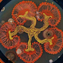 choppedsharkheart avatar