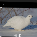 choppedwhispersdonut avatar