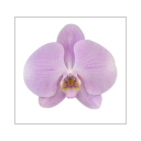 choppyharmonyy avatar