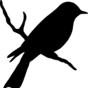 chordata-aves-blog avatar