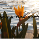 chris-a-tine-photos avatar