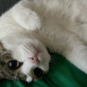 chris-the-cat avatar