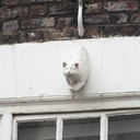 chrisiswatching avatar