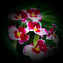 chrisjristheone avatar