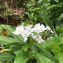 chrismosstree avatar