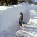 chrispineapples avatar