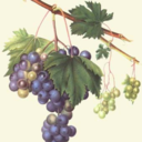 christianicon avatar