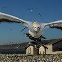 christiannegosling-blog avatar