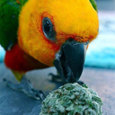 christianoshet avatar