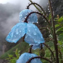 christielou52 avatar