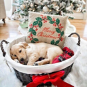 christmas-time365 avatar