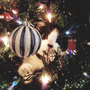 christmaslovinq avatar