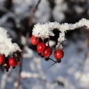 christmaswinter avatar