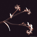 chromatic-elegance avatar