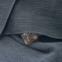 chromaticjester avatar