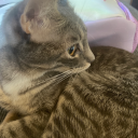 chromatographer avatar