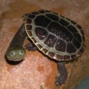 chromealchemist avatar