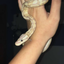 chromebeliever avatar