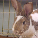 chromesthesia avatar