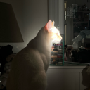 chronic-fangirl-222 avatar