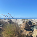 chronicallyaddled avatar